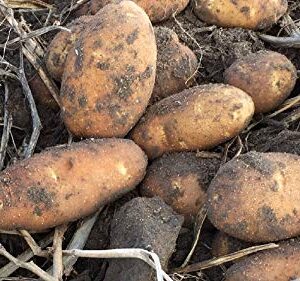 Simply Seed™ - Russet Burbanks - Naturally Grown Seed Potatoes - 5 LBS - Ready for Spring Planting !