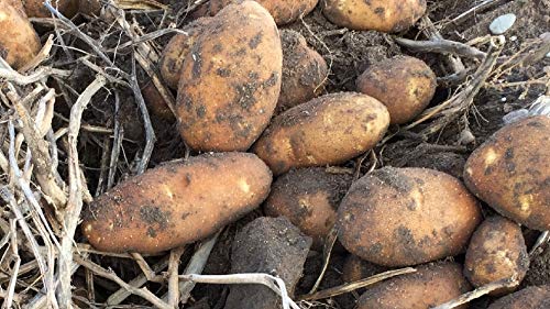 Simply Seed™ - Russet Burbanks - Naturally Grown Seed Potatoes - 5 LBS - Ready for Spring Planting !