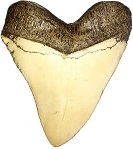 universal specialties huge realistic 5.5 inch carcharodon megalodon giant shark tooth fossil natural colors prehistoric museum quality large display great teeth for kids or collectors (replica)