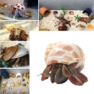Hermit Crab Shells Large XLarge Seashells Natural Coconut Hide Reptile Hideouts- Handpicked Turbo Seashell Natural Sea Conch