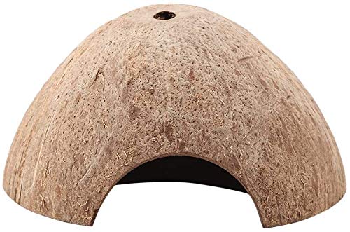 Hermit Crab Shells Large XLarge Seashells Natural Coconut Hide Reptile Hideouts- Handpicked Turbo Seashell Natural Sea Conch