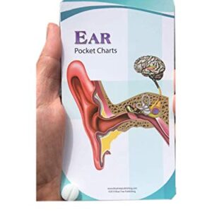 Blue Tree Publishing Ear Anatomy Pocket Charts