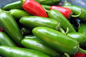 25+ early jalapeno pepper seeds, heirloom, country creek llc, non-gmo, spicy & delicious