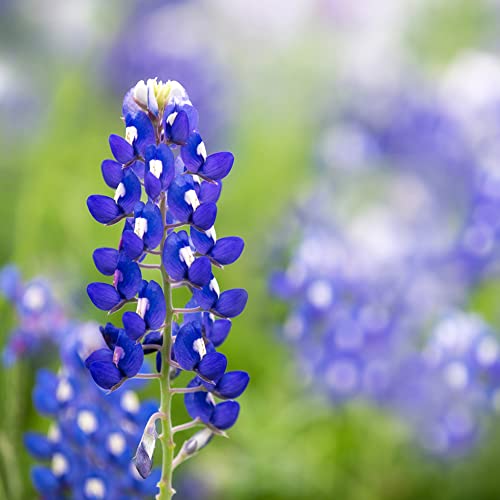 Texas Bluebonnet Seeds (Lupinus texensis) - Over 750 Premium Seeds