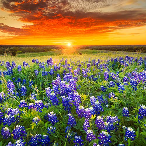 Texas Bluebonnet Seeds (Lupinus texensis) - Over 750 Premium Seeds