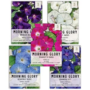 seed needs, morning glory seed packet collection (5 individual varieties of morning glory seeds for planting) heirloom & untreated