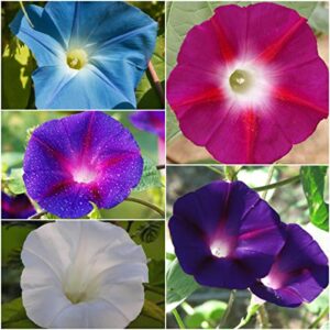 Seed Needs, Morning Glory Seed Packet Collection (5 Individual Varieties of Morning Glory Seeds for Planting) Heirloom & Untreated