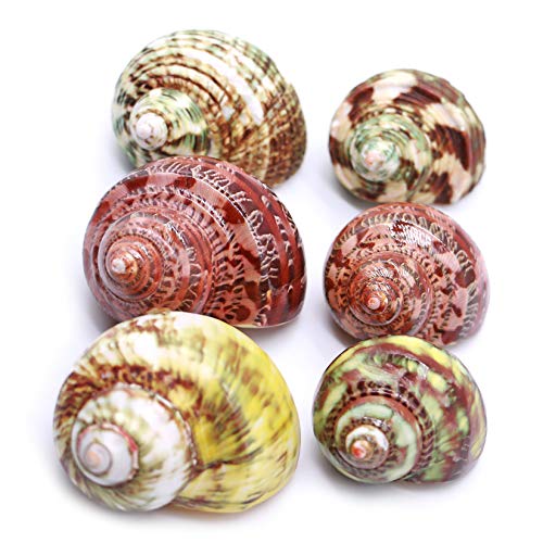 PPCLION Unstained Natural Hermit Crab Shells Pearl Turbo Seashell for Décor, 3 Kinds 6 PCS Size 1.5" - 2", Opening 0.8-1" Hermit Crab Supplies