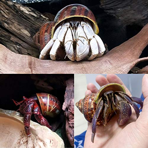 PPCLION Unstained Natural Hermit Crab Shells Pearl Turbo Seashell for Décor, 3 Kinds 6 PCS Size 1.5" - 2", Opening 0.8-1" Hermit Crab Supplies