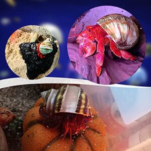 PPCLION Unstained Natural Hermit Crab Shells Pearl Turbo Seashell for Décor, 3 Kinds 6 PCS Size 1.5" - 2", Opening 0.8-1" Hermit Crab Supplies