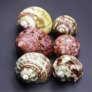 PPCLION Unstained Natural Hermit Crab Shells Pearl Turbo Seashell for Décor, 3 Kinds 6 PCS Size 1.5" - 2", Opening 0.8-1" Hermit Crab Supplies