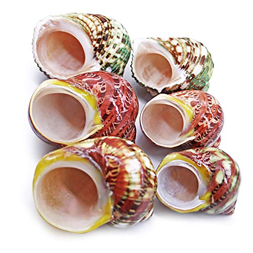 PPCLION Unstained Natural Hermit Crab Shells Pearl Turbo Seashell for Décor, 3 Kinds 6 PCS Size 1.5" - 2", Opening 0.8-1" Hermit Crab Supplies