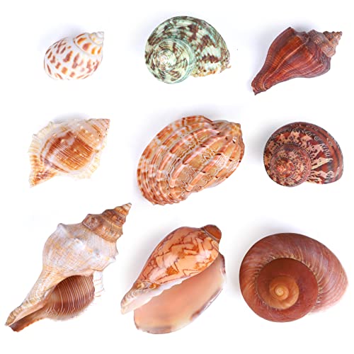 PPCLION 9 Kinds 9pcs Natural Hermit Crab Shells Turbo Sea Conch Shell for Décor, Size 1"-3.5" Opening 0.4"-1"