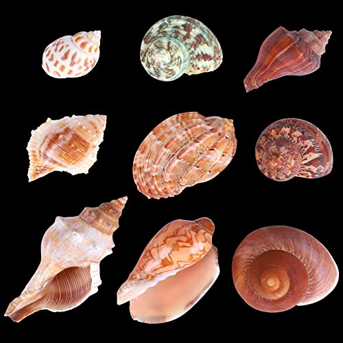 PPCLION 9 Kinds 9pcs Natural Hermit Crab Shells Turbo Sea Conch Shell for Décor, Size 1"-3.5" Opening 0.4"-1"