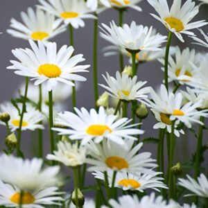 Gaea's Blessing Seeds - Chamomile Seeds - Non-GMO Seeds with Easy to Follow Planting Instructions - Seeds Heirloom Common German Germination Rate 88% Net Wt. 1.0g