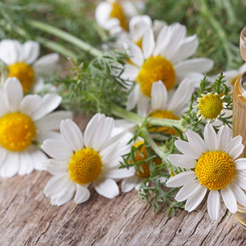 Gaea's Blessing Seeds - Chamomile Seeds - Non-GMO Seeds with Easy to Follow Planting Instructions - Seeds Heirloom Common German Germination Rate 88% Net Wt. 1.0g