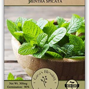 Gaea's Blessing Seeds - Mint Seeds - Non-GMO Seeds with Easy to Follow Planting Instructions - Spearmint - 90% Germination Rate