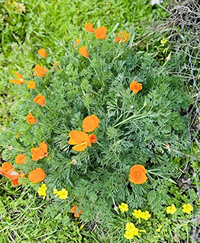 California Poppy Seeds - Over 20,000 Premium Native Wildflower Seeds - (Eschscholtzia californica) California State Flower