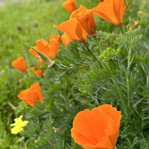 California Poppy Seeds - Over 20,000 Premium Native Wildflower Seeds - (Eschscholtzia californica) California State Flower