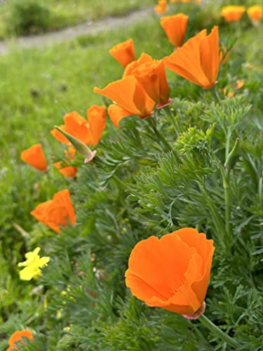 California Poppy Seeds - Over 20,000 Premium Native Wildflower Seeds - (Eschscholtzia californica) California State Flower