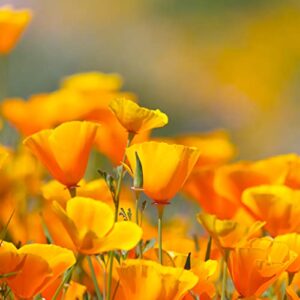 California Poppy Seeds - Over 20,000 Premium Native Wildflower Seeds - (Eschscholtzia californica) California State Flower