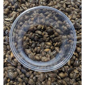 DBDPet™ Premium 300ct Medium Dubia (0.45-0.70") - Bearded Dragon, Leopard Gecko, Phelsuma, Chameleon, and Other Small Reptile Food