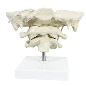 fhuili educational model occiput model - human cervical spine model occipital bone model pvc material atlas and axis with occipital bone model for medical teaching training aid,a