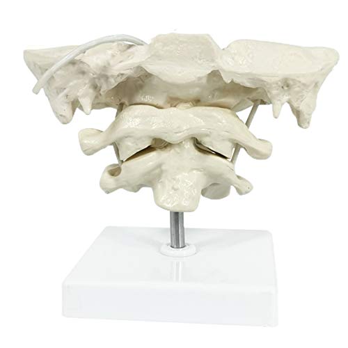 FHUILI Educational Model Occiput Model - Human Cervical Spine Model Occipital Bone Model PVC Material Atlas and Axis with Occipital Bone Model for Medical Teaching Training Aid,A