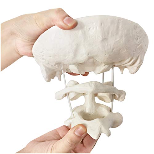 FHUILI Educational Model Occiput Model - Human Cervical Spine Model Occipital Bone Model PVC Material Atlas and Axis with Occipital Bone Model for Medical Teaching Training Aid,A