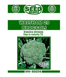 waltham 29 broccoli seeds - 500 seed non-gmo