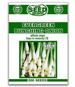 evergreen bunching onion seeds - 300 seeds non-gmo