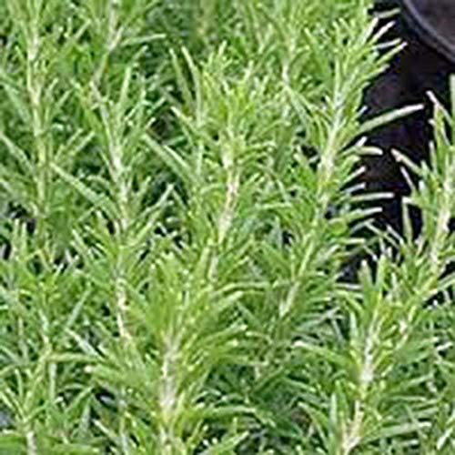 Rosemary, Herb Seed, Heirloom, 50+ Seeds, Healthy and Tasty HerbThe Germination Rate for Rosemary can be Low, Perhaps 30 to 50% so, Plant a Few More Seeds Than You Would Normally do.