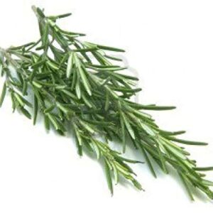 Rosemary, Herb Seed, Heirloom, 50+ Seeds, Healthy and Tasty HerbThe Germination Rate for Rosemary can be Low, Perhaps 30 to 50% so, Plant a Few More Seeds Than You Would Normally do.