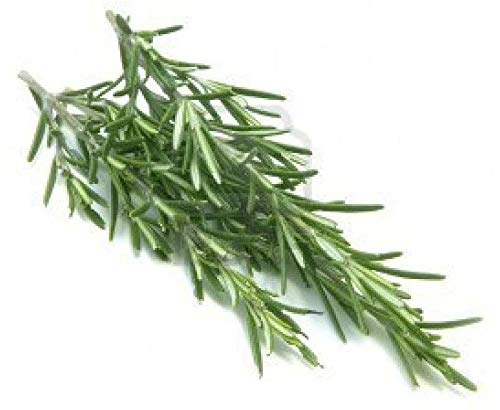 Rosemary, Herb Seed, Heirloom, 50+ Seeds, Healthy and Tasty HerbThe Germination Rate for Rosemary can be Low, Perhaps 30 to 50% so, Plant a Few More Seeds Than You Would Normally do.