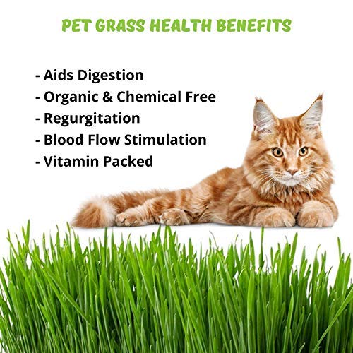 Certified Organic Cat Grass Seeds by Handy Pantry - Non-GMO Wheatgrass Seeds for Cats, Dogs, Rabbits, Pets - Wheat Grass Hairball Remedy for Cats - Hard Red Wheat for Your Home Cat Grass Kit (12 oz.)