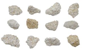 12pk raw coquina, sedimentary rock specimens - approx. 1" - geologist selected & hand processed - great for science classrooms - class pack - eisco labs