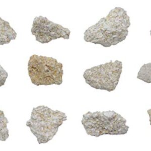 12PK Raw Coquina, Sedimentary Rock Specimens - Approx. 1" - Geologist Selected & Hand Processed - Great for Science Classrooms - Class Pack - Eisco Labs