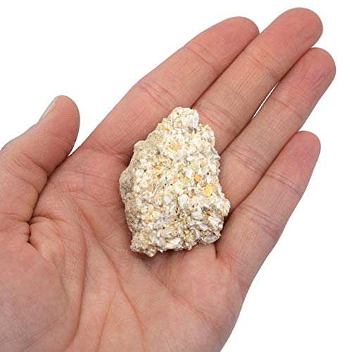 12PK Raw Coquina, Sedimentary Rock Specimens - Approx. 1" - Geologist Selected & Hand Processed - Great for Science Classrooms - Class Pack - Eisco Labs
