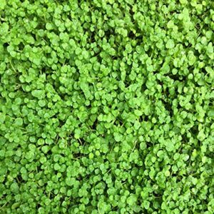outsidepride corsican ornamental mini mint spreading, mat forming ground cover plant seeds - 25 pellets