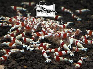 shrimprack 10 crystal red shrimp crs grade s-sss live freshwater aquarium shrimps 1/4 to 1/2 inch long.
