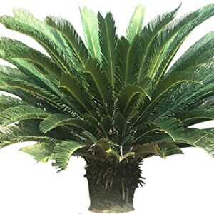 Palm Fertilizer by E Z-GRO | Our 17-5-24 is Specially Formulated for Your Indoor Palm Tree and Your Outdoor Palm Trees | Our Palm Tree Fertilizer is Enhanced with Extra Micronutrients