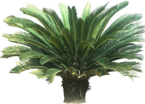 Palm Fertilizer by E Z-GRO | Our 17-5-24 is Specially Formulated for Your Indoor Palm Tree and Your Outdoor Palm Trees | Our Palm Tree Fertilizer is Enhanced with Extra Micronutrients