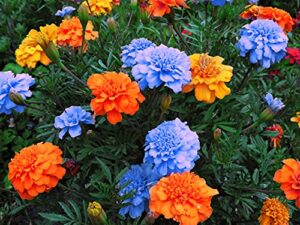 200 pcs mixed marigold seeds flower plant bonsai garden decoration