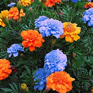 200 Pcs Mixed Marigold Seeds Flower Plant Bonsai Garden Decoration