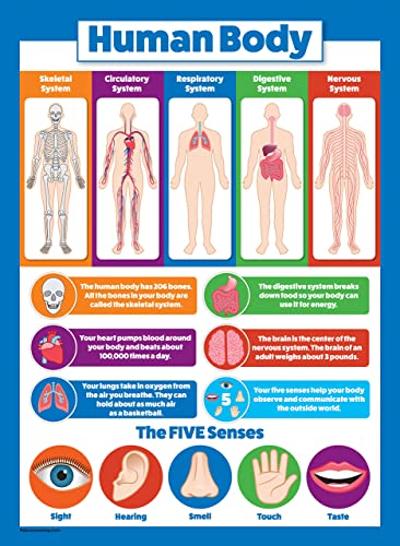 Palace Learning 3 Pack - Multiplication Tables Poster + Division + Human Body Chart for Kids (LAMINATED, 18" x 24")