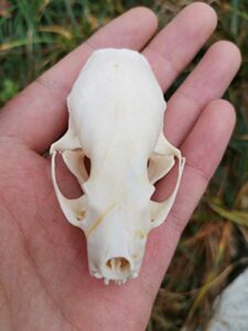 yllxyr.asahi weasel skull taxidermy supplies art bone vet medicine 1:1