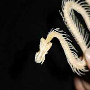 Real Snake Skeleton Animal Specimen in Science Classroom Specimens for Science Education