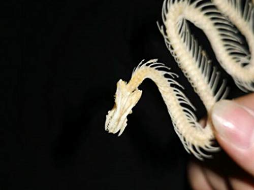 Real Snake Skeleton Animal Specimen in Science Classroom Specimens for Science Education