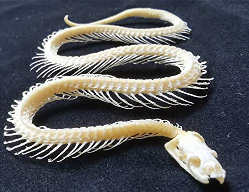 Real Snake Skeleton Animal Specimen in Science Classroom Specimens for Science Education