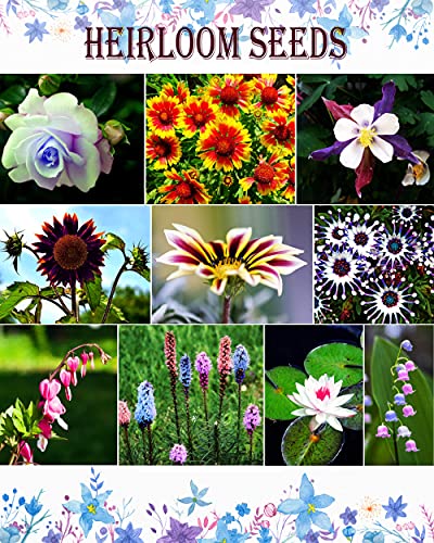 Rare 500 Pcs Mixed Zinnia - California Giant Flower Seeds Bonsai Decoration-Non GMO